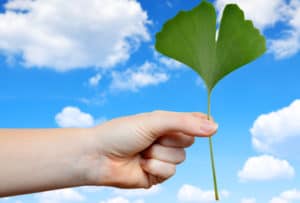 Гинко билоба – ползи и ефект върху кръвообращението