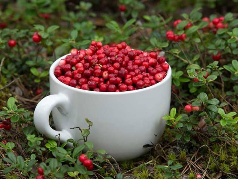 лечение на диабетна ретинопатия