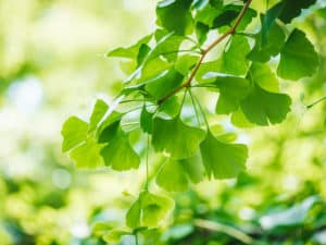 Няколко предложения за естествен лек за облекчаване на шума в ушите